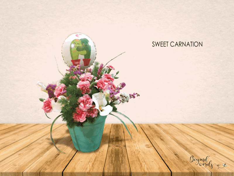 SWEET CARNATION
