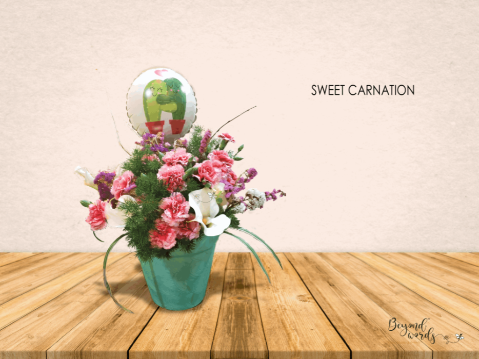 SWEET CARNATION